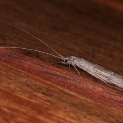 Trichoptera (order) (Unidentified Caddisfly) at Melba, ACT - 2 Nov 2020 by kasiaaus