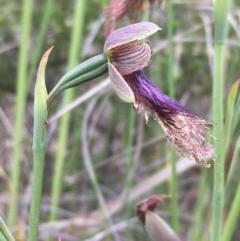 Calochilus platychilus (Purple Beard Orchid) at Holt, ACT - 25 Oct 2020 by JaneR