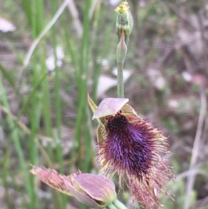 Calochilus platychilus at Holt, ACT - suppressed