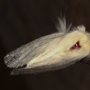 Trichiocercus sparshalli at Melba, ACT - 2 Nov 2020