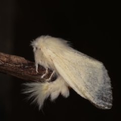 Trichiocercus sparshalli at Melba, ACT - 2 Nov 2020