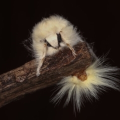 Trichiocercus sparshalli at Melba, ACT - 2 Nov 2020