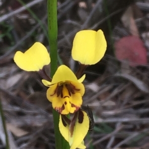 Diuris sulphurea at Holt, ACT - 25 Oct 2020