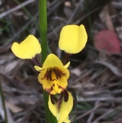 Diuris sulphurea (Tiger Orchid) at Holt, ACT - 25 Oct 2020 by JaneR