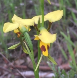 Diuris sulphurea at Holt, ACT - 25 Oct 2020