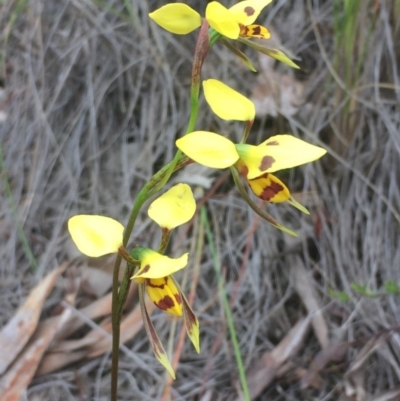 Diuris sulphurea (Tiger Orchid) at Aranda Bushland - 25 Oct 2020 by JaneR