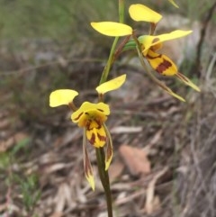 Diuris sulphurea at Holt, ACT - suppressed