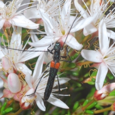 Oroderes humeralis (A longhorn beetle) at Downer, ACT - 1 Nov 2020 by Harrisi