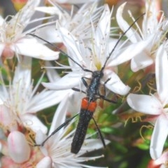 Oroderes humeralis at Downer, ACT - 1 Nov 2020