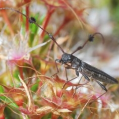 Tropis sp. (genus) (Longhorn or longicorn beetle) at Black Mountain - 1 Nov 2020 by Harrisi