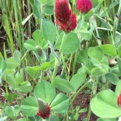 Trifolium incarnatum (Crimson Clover) at The Pinnacle - 8 Oct 2020 by JaneR