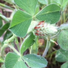 Trifolium incarnatum at Holt, ACT - 8 Oct 2020