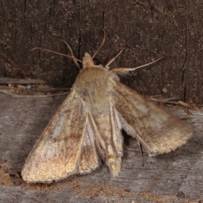 Helicoverpa (genus) (A bollworm) at Melba, ACT - 2 Nov 2020 by kasiaaus