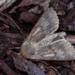 Helicoverpa (genus) at Melba, ACT - 2 Nov 2020 10:38 PM