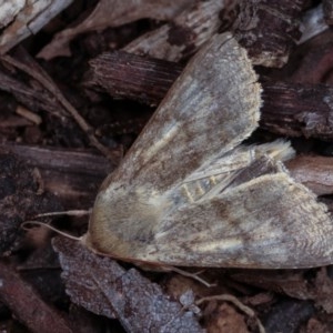 Helicoverpa (genus) at Melba, ACT - 2 Nov 2020