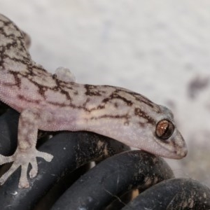 Christinus marmoratus at Melba, ACT - 2 Nov 2020