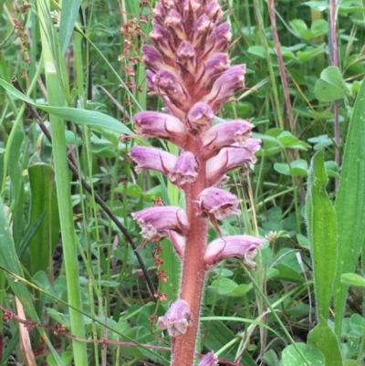 Orobanche minor (Broomrape) at Lyneham, ACT - 4 Nov 2020 by JaneR