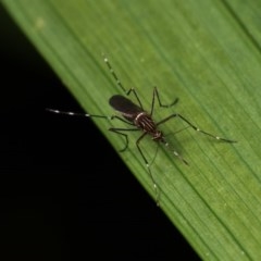 Aedes (Rampamyia) notoscriptus (Striped Mosquito) at Melba, ACT - 2 Nov 2020 by kasiaaus