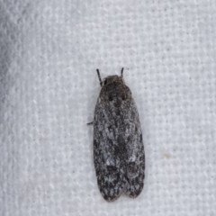 Agriophara (genus) (A concealer moth) at Melba, ACT - 2 Nov 2020 by kasiaaus