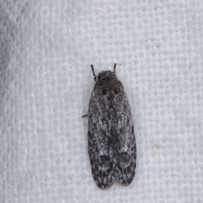 Agriophara (genus) (A Flat-bodied moth (Stenomatinae, Depressariidae)) at Melba, ACT - 2 Nov 2020 by kasiaaus