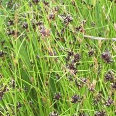 Schoenus apogon (Common Bog Sedge) at Weetangera, ACT - 4 Nov 2020 by JaneR