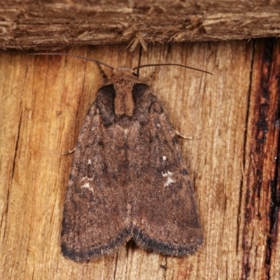 Proteuxoa provisional species 2 (A Noctuid moth) at Melba, ACT - 2 Nov 2020 by kasiaaus