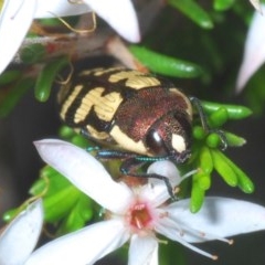 Castiarina decemmaculata (Ten-spot Jewel Beetle) at Downer, ACT - 1 Nov 2020 by Harrisi