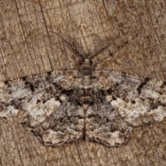 Unplaced externaria (Mahogany Bark Moth) at Melba, ACT - 2 Nov 2020 by kasiaaus