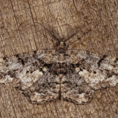 Unplaced externaria (Mahogany Bark Moth (formerly Hypomecis externaria)) at Melba, ACT - 2 Nov 2020 by kasiaaus