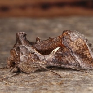 Chrysodeixis subsidens at Melba, ACT - 3 Nov 2020