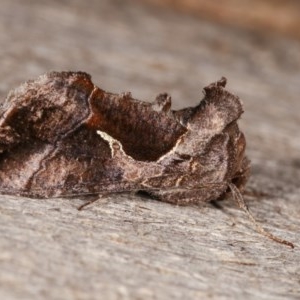 Chrysodeixis subsidens at Melba, ACT - 3 Nov 2020