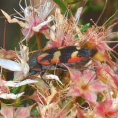 Castiarina sexplagiata (Jewel beetle) at Black Mountain - 2 Nov 2020 by Harrisi