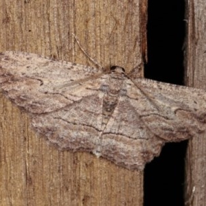 Ectropis excursaria at Melba, ACT - 3 Nov 2020 12:39 AM