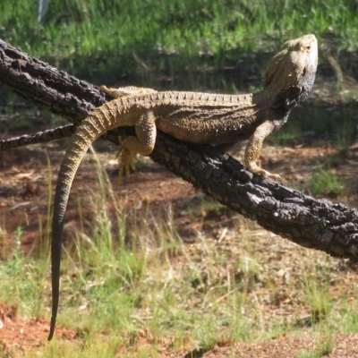 Pogona barbata (Eastern Bearded Dragon) at Red Hill, ACT - 3 Nov 2020 by RobParnell