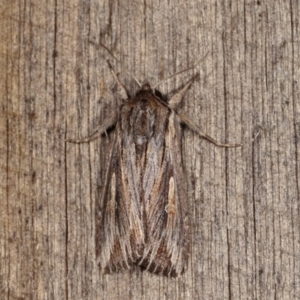 Persectania (genus) at Melba, ACT - 3 Nov 2020
