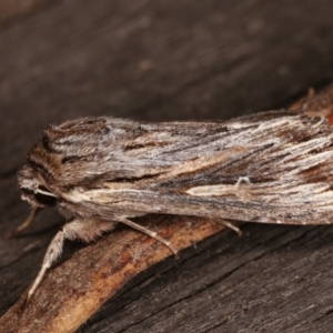 Persectania (genus) at Melba, ACT - 3 Nov 2020 12:43 AM