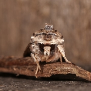 Persectania (genus) at Melba, ACT - 3 Nov 2020 12:43 AM