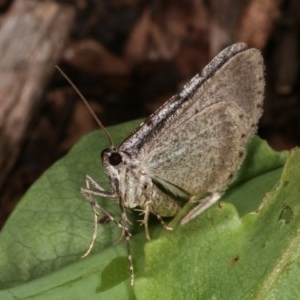 Psilosticha absorpta at Melba, ACT - 3 Nov 2020 12:47 AM