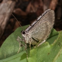 Psilosticha absorpta (Fine-waved Bark Moth) at Melba, ACT - 2 Nov 2020 by kasiaaus