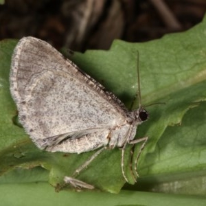 Psilosticha absorpta at Melba, ACT - 3 Nov 2020 12:47 AM