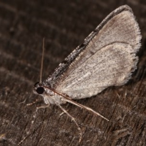 Psilosticha absorpta at Melba, ACT - 3 Nov 2020