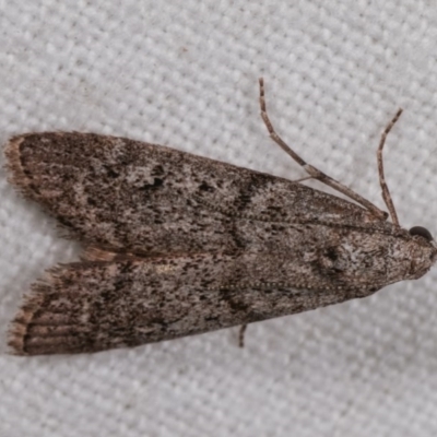 Heteromicta pachytera (Galleriinae subfamily moth) at Melba, ACT - 2 Nov 2020 by kasiaaus