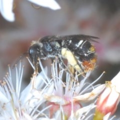 Lipotriches (Austronomia) ferricauda (Halictid bee) at Black Mountain - 2 Nov 2020 by Harrisi