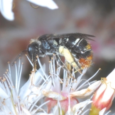 Lipotriches (Austronomia) ferricauda (Halictid bee) at Black Mountain - 2 Nov 2020 by Harrisi