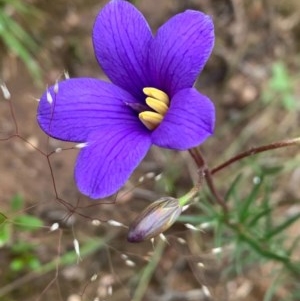 Cheiranthera linearis at Sutton, NSW - 2 Nov 2020