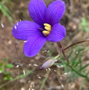 Cheiranthera linearis at Sutton, NSW - 2 Nov 2020