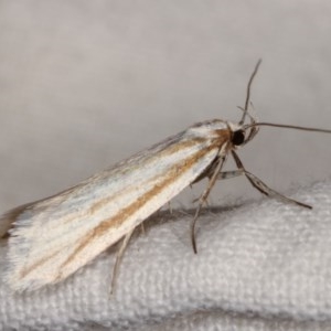 Philobota chionoptera at Melba, ACT - 3 Nov 2020