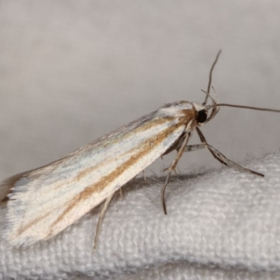 Philobota chionoptera (A concealer moth) at Melba, ACT - 2 Nov 2020 by kasiaaus