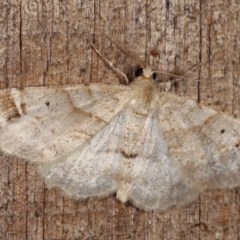 Syneora hemeropa (Ring-tipped Bark Moth) at Melba, ACT - 3 Nov 2020 by kasiaaus