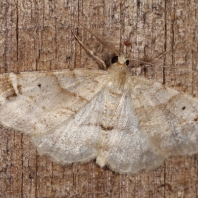 Syneora hemeropa (Ring-tipped Bark Moth) at Melba, ACT - 2 Nov 2020 by kasiaaus